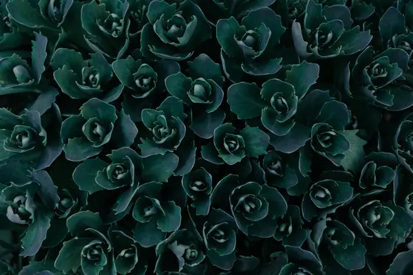 抖音直播点赞就有钱吗