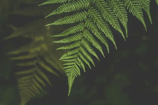 抖音爆量的基础技巧都有哪些?