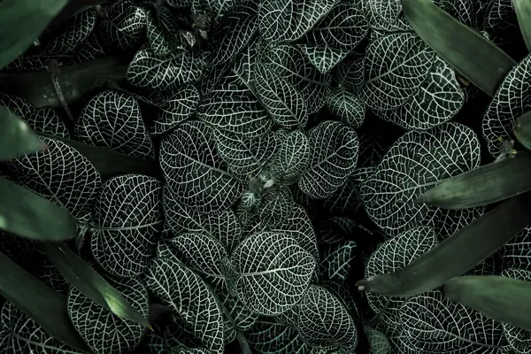 抖音卖货没有流量,该买流量还是点赞呢